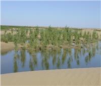 10 ثوانٍ فقط تكفي لزراعة شجرة في الصحراء شمال الصين