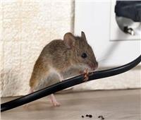 بدون مواد سامة.. 4 زيوت عطرية تساعد على طرد الفئران من المنزل 