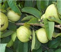 الزراعة: توصيات هامة لمزارعي الجوافة يجب اتباعها خلال شهر أكتوبر 