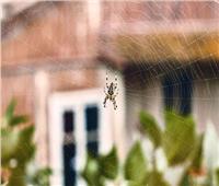 في فصل الخريف.. طريقة بسيطة لمنع «العناكب» من دخول منزلك