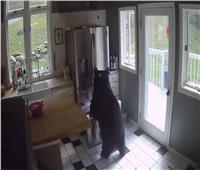 الدب اللص يقتحم منزلاً في أمريكا 