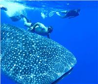 ظهور القرش الحوتي «بهلول» قبالة سواحل الغردقة