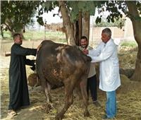 قافلة بيطرية من جامعة الزقازيق لقرية كفر أبو جبل لعلاج الثروة الحيوانية مجاناً