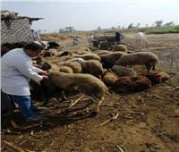 الزراعة: تحصين حوالي 119 ألف رأس أغنام وماعز ضد طاعون المجترات الصغيرة