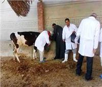 محافظ المنيا:  بدء الحملة القومية الثالثة لتحصين الماشية ضد الحمى والوادي المتصدع غدًا