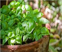 منها الوقاية من الاكتئاب .. 9 فوائد سحرية لنبات «الريحان»