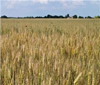 وزير الزراعة: نستهدف زراعة 3.9 مليون فدان من القمح الموسم المقبل