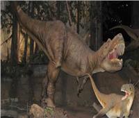 اكتشاف مذهل.. بقايا فريسة في معدة هيكل «تيرانوصور» تكشف أسراره |صور