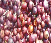 «شعبة الخضراوات» تكشف سبب زيادة أسعار البصل