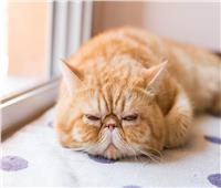 تغيير سلوكي لدى الحيوانات.. تعرف على أسباب تجعل القطة تنام كثيرًا في الشتاء