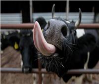 نيوزيلندا تحارب «تجشؤ البقر».. لتقليل إنبعاثات غاز الميثان 
