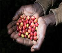 «كرز القهوة» يحمي من الإصابة بالسكري والكبد الدهني