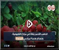 «الفراولة» تُزين مزارع طوخ وتُصدر لأوروبا| فيديو وصور