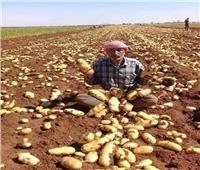الزراعة: تقاوى البطاطس تكفى العروة الصيفية.. ولدينا فائض 10 آلاف طن