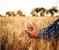 «استاذ اقتصاد زراعي»: الوادي الجديد تعود لسابق مجدها في زراعة القمح