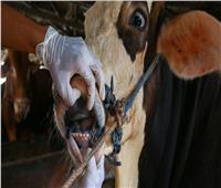 تحصين 76719 رأس ماشية ضد مرضي الحمى القلاعية والوادي المتصدع بالفيوم