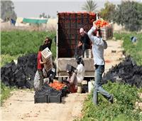 «الإحصاء»: 1.4 مليار دولار صادرات مصر من الخضروات في 10 أشهر 