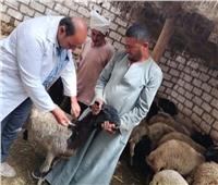 بيطري المنيا: تحصين 352 ألف رأس ماشية ضد الحمي القلاعية والوادي المتصدع