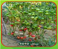 «الزراعة» تنشر انفوجراف بمواصفات الهجن الخمسة للطماطم السلكية