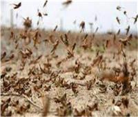 مكافحة الآفات الزراعية: تم رصد حشرات الجراد عند دخولها للحدود المصرية