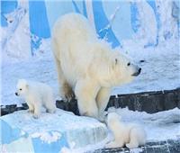«الجارديان»: الدببة القطبية مهددة بالانقراض بسبب تغير المناخ