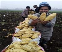 «الزراعة»: 695 ألف فدان خالية من العفن البني للبطاطس