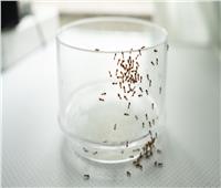 بمكونات بسيطة.. طرق فعالة لمنع دخول النمل منزلك