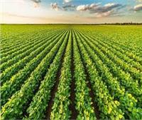 «الزراعة»: طرح تقاوي المحاصيل الصيفية مبكرًا