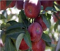 منظمة الأغذية والزراعة: مصر الأولى عربيًا في إنتاج التفاح 