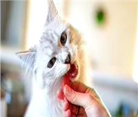 لمربي القطط.. 5 أمراض شائعة وطرق الوقاية
