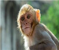 هونج كونج تسجل أول حالة إصابة بالهربس القردي لدى البشر