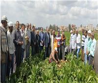 وكيل وزارة الزراعة بالغربية يشهد حصاد محصول بنجر السكر 
