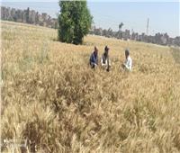 بدء موسم حصاد القمح بعد إجازة عيد الفطر المبارك بسوهاج 