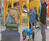 في مطار اسطنبول| يستعينوا بـ«الكلاب» لتخفيف التوتر والقلق بين الركاب