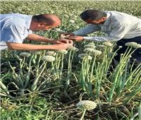 «الزراعة» تتابع أعمال حقول تقاوي المحاصيل الاستراتيجية