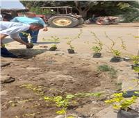  زراعة أشجار مثمرة وأخرى للزينة بمراكز المنيا ضمن مبادرة «100 مليون شجرة»