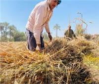 انطلاق موسم القمح في المنيا بتوريد 266 طنًا وتسهيلات للمزارعين