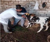 تحصين 362 ألفًا و595 رأس ماشية ضد الحمى القلاعية والوادي المتصدع بالشرقية