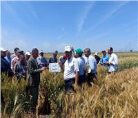 بوابة أخبار اليوم ترصد فرحة مزارعي كفر الشيخ بحصاد القمح| فيديو وصور