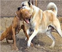 محلية النواب: إصدار اللائحة التنفيذية لقانون حيازة الحيوانات الخطرة والكلاب قريبًا