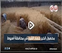 مزارعو أسيوط: محصول القمح مبشر وإنتاجية كبيرة هذا العام 