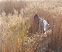 فيديو| بوابة أخبار اليوم تخوض مغامرة حصاد القمح في قنا