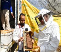 بعد إنتاج أول قطفة منه بقنا.. تعرف على فوائد عسل الشمر