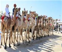 احتفالا بذكرى تحرير سيناء.. انطلاق فعاليات مهرجان سباق الهجن بالعريش