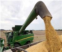 توريد أكثر من 12 ألف طن من محصول القمح بالشون والصوامع بالمنيا