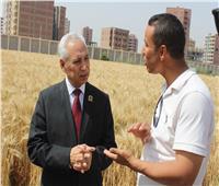 رئيس جامعة المنيا يفتتح موسم حصاد سُلالات القمح عالية الإنتاجية