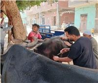 تقديم خدمات بيطرية لـ 746 رأس ماشية خلال قافلة بمركز أبوقرقاص
