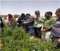 الزراعة: 890 باحث لمتابعة المحاصيل والإنتاج الحيواني في 23 محافظة