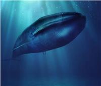الحوت الأزرق.. أكبر كائنات الأرض