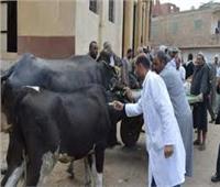 «بيطري الشرقية»: تحصين 586 ألف رأس ماشية ضد الحمى القلاعية